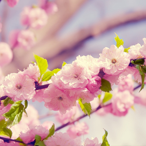 Nhạc Xuân - Tết Nguyên Đán